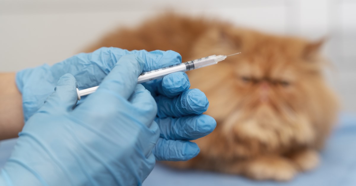 Should You Be Concerned About Vaccinating Your Cat?